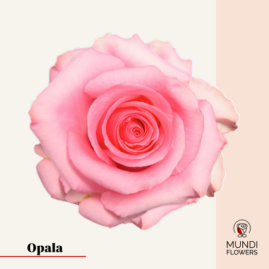 Opala