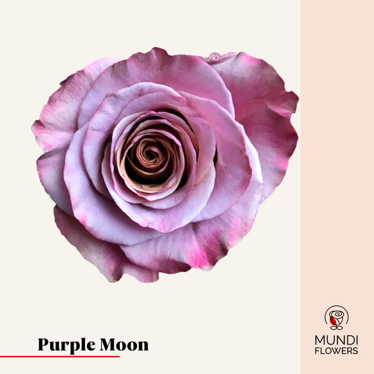 Purple Moon