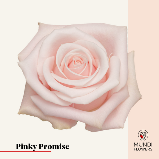Pinky Promise