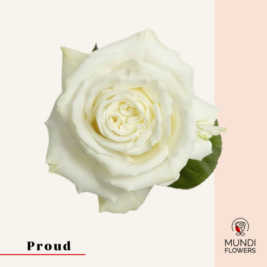Proud