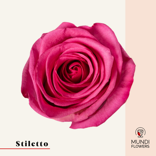 Stiletto