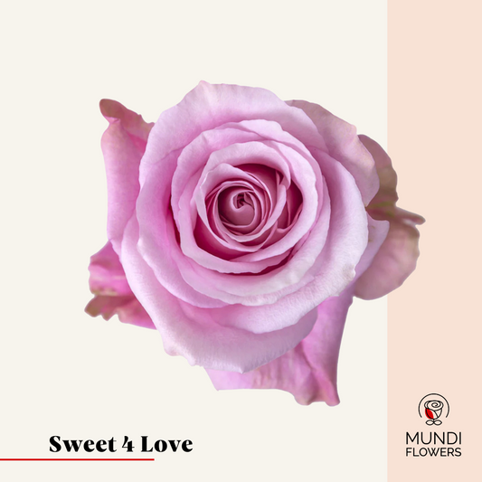 Sweet 4 Love