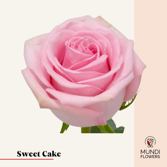 Sweet Cake
