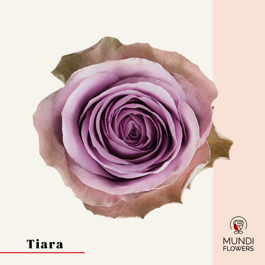 Tiara