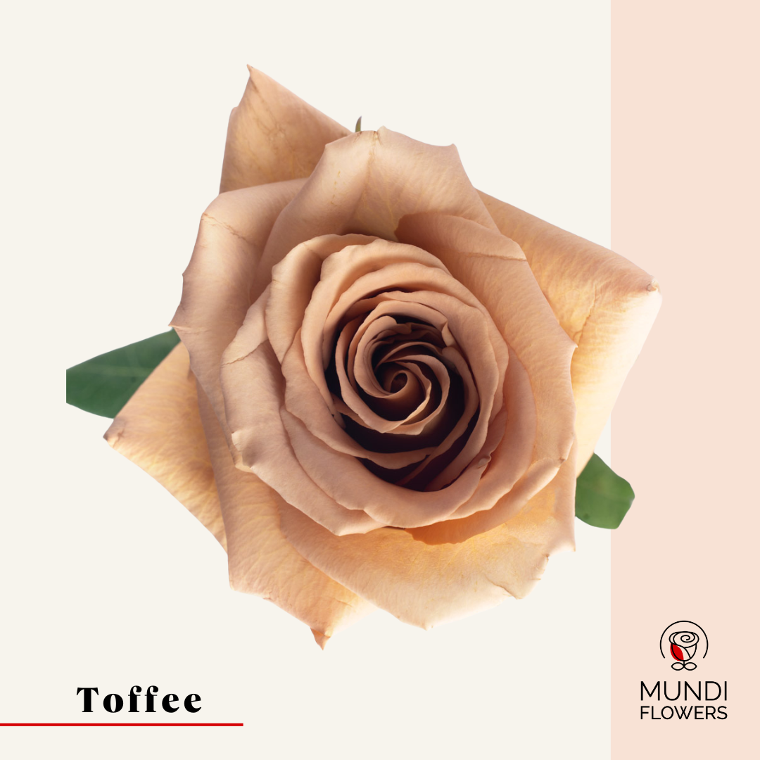 Toffee