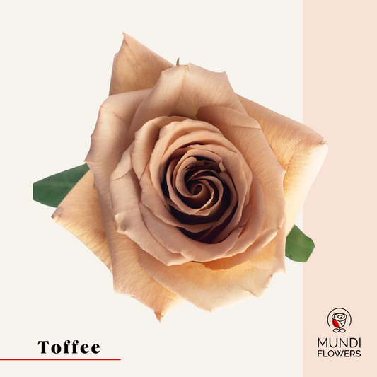 Toffee