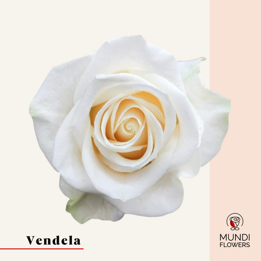 Vendela
