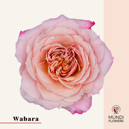 Wabara