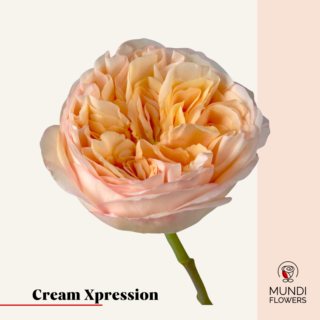 Cream Xpression – MundiFlowers Wholesale