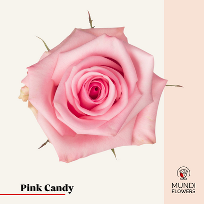 Pink Candy