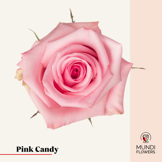 Pink Candy