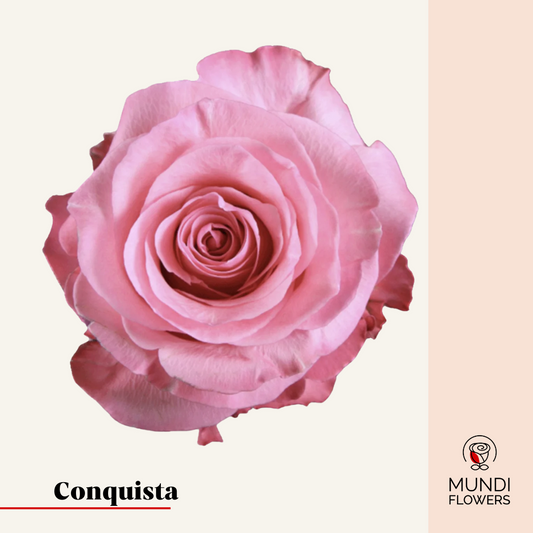 Conquista