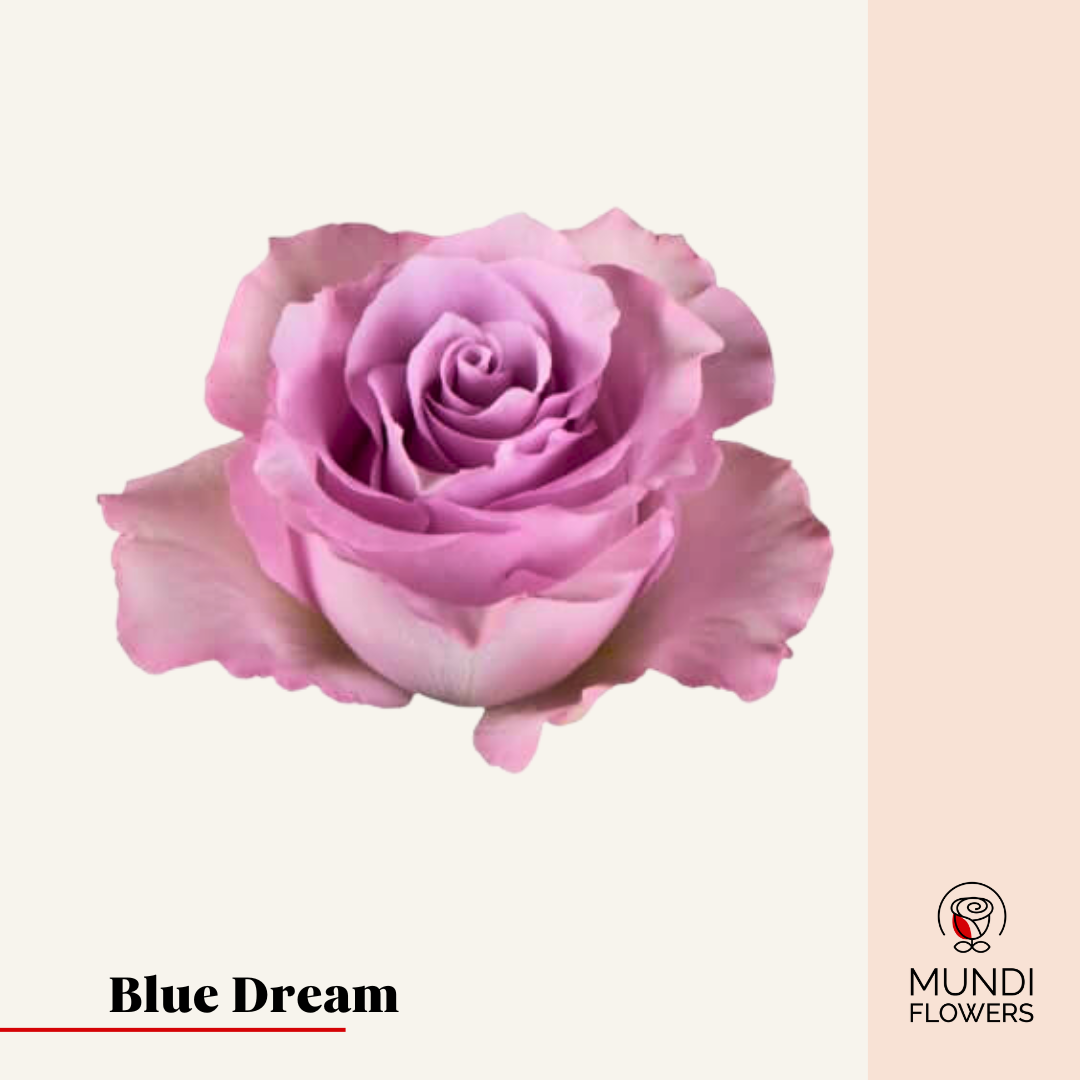 Blue Dream