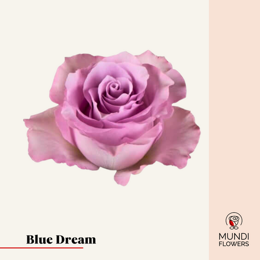 Blue Dream