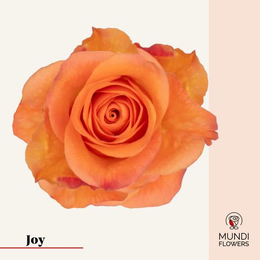 Joy