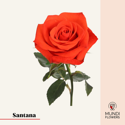 Santana