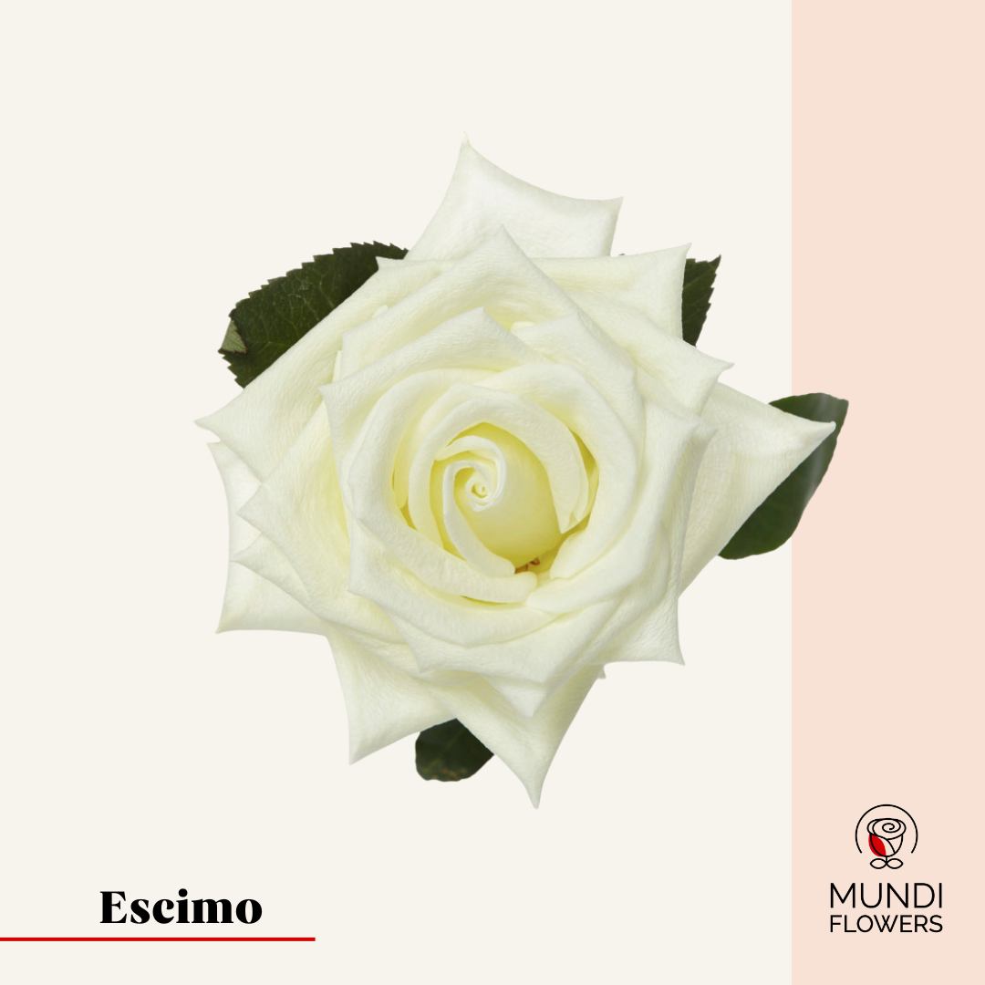 Escimo