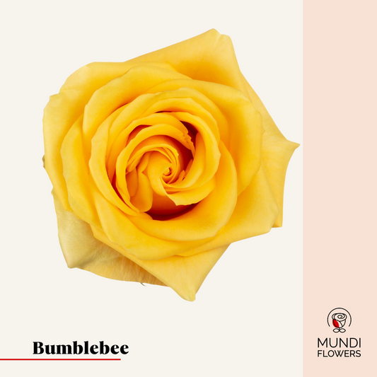 Bumblebee