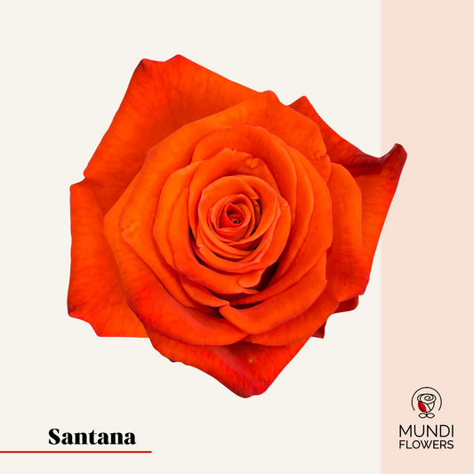 Santana