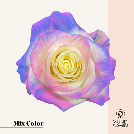 Tinted Roses