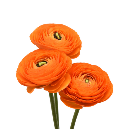 Ranunculus Clonnie