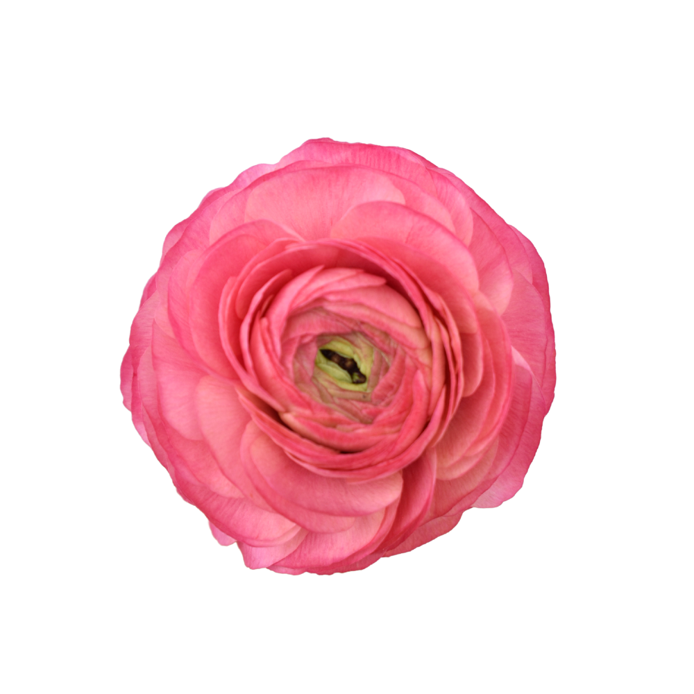 Ranunculus Clonnie