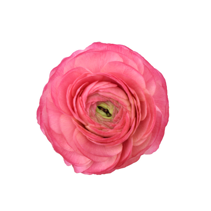 Ranunculus Clonnie