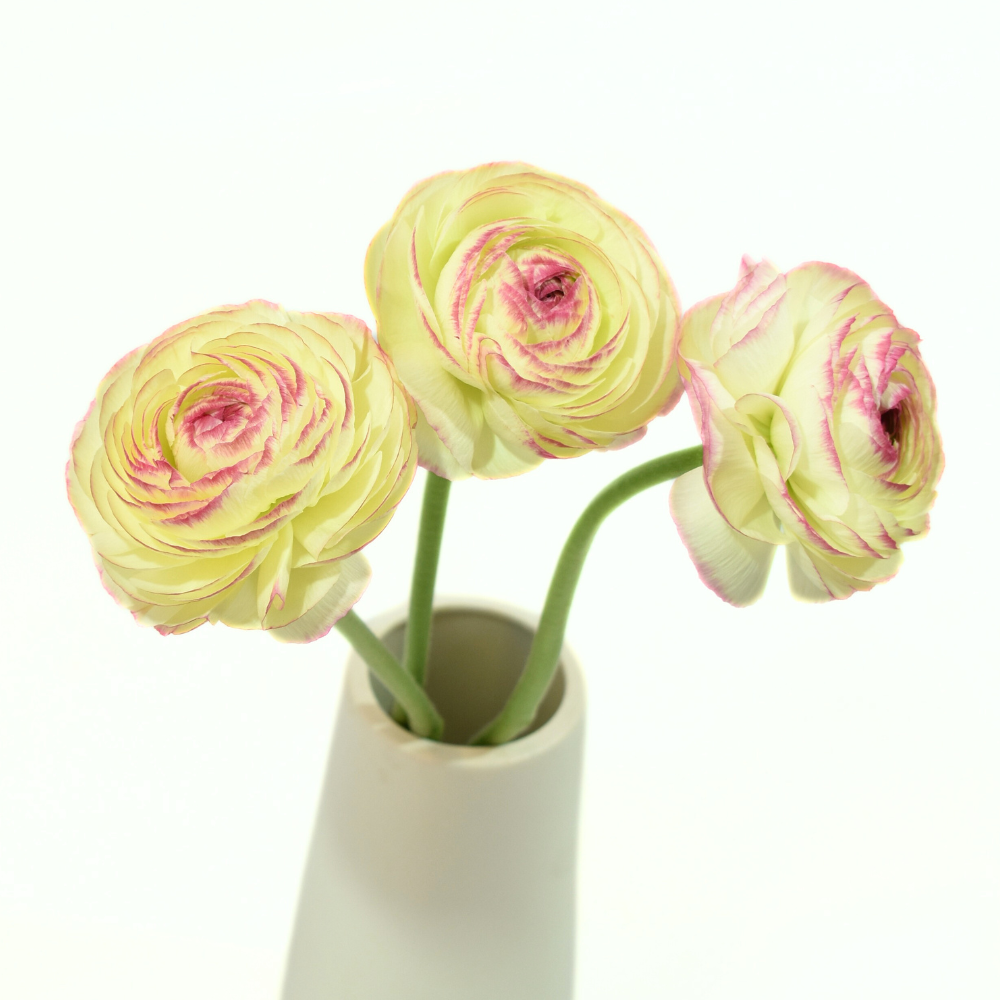 Ranunculus Clonnie