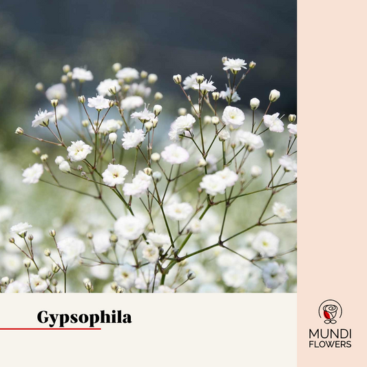 Gypsophila