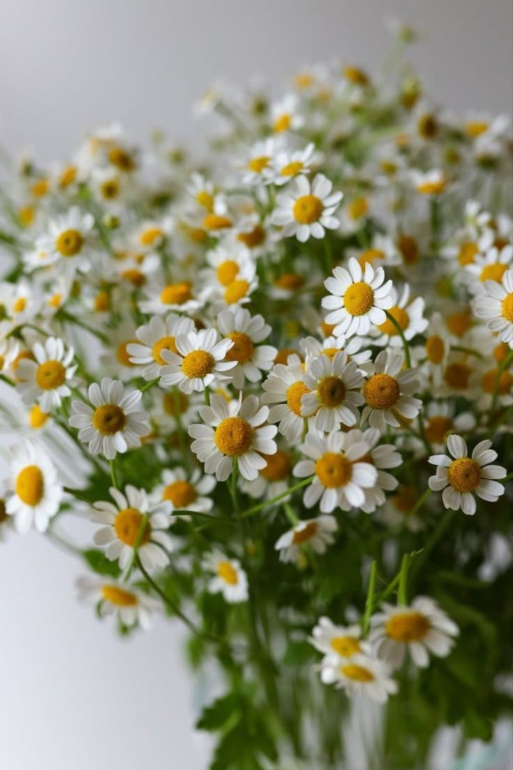 Chamomile Flower