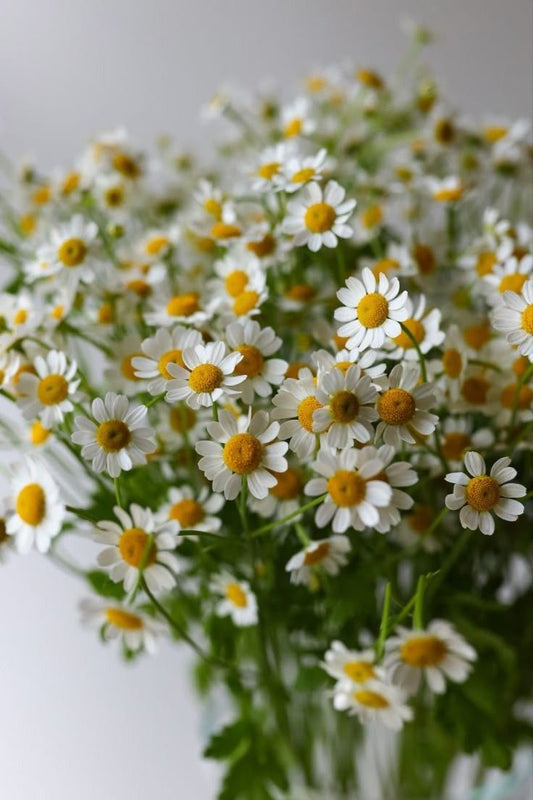 Chamomile Flower