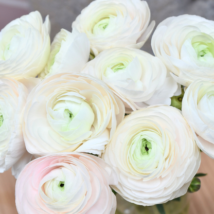 Ranunculus Clonnie