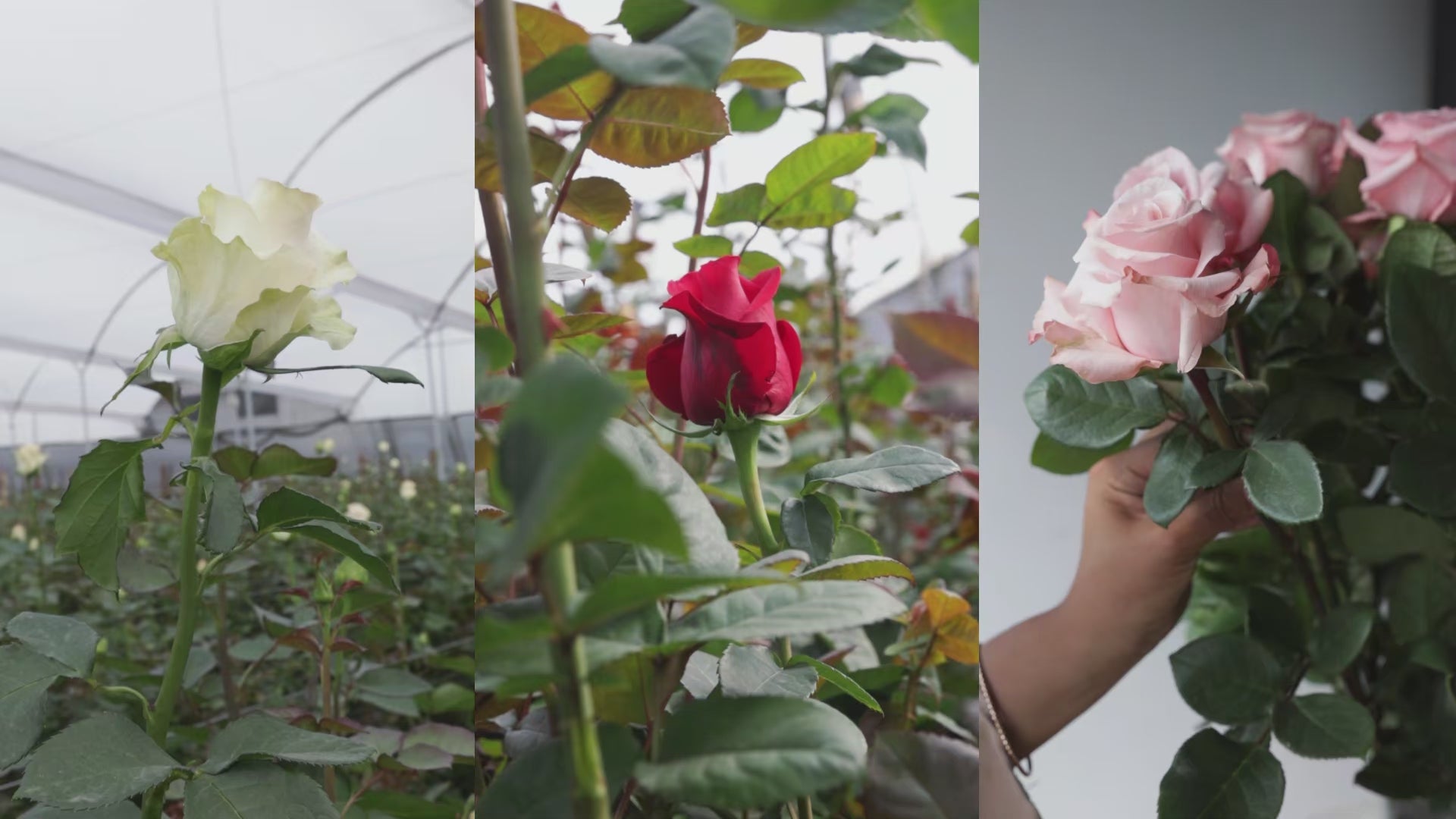 Valentine's Mundiflowers