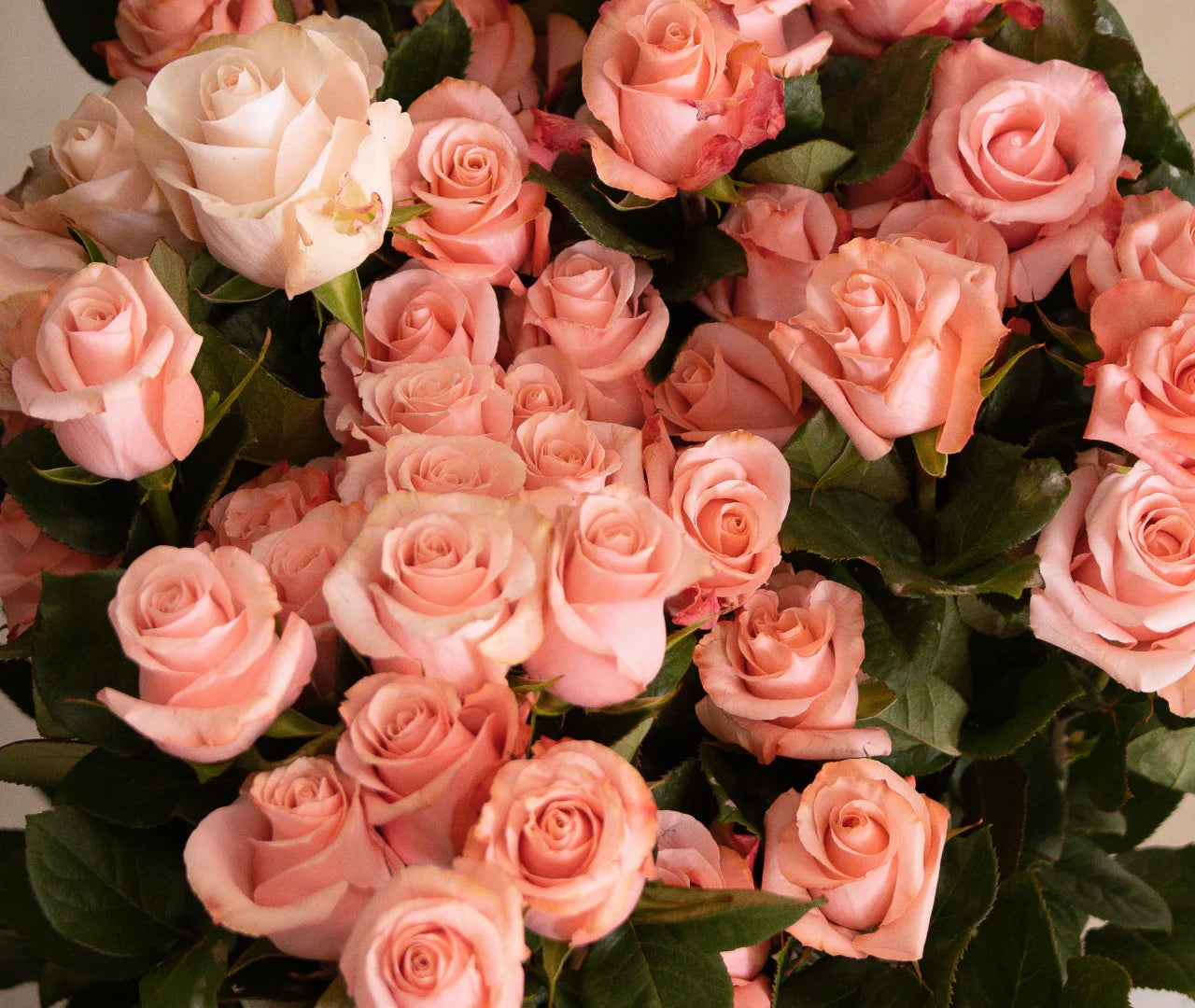 Valentine's 2026 Collection